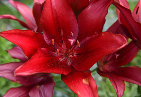 Close up of red lily in the garden. Vintage botanical background with plants, home hobby still life with gardening objects and nature.の写真素材