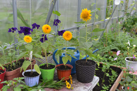 Pots with yellow flowers and vegetables seedlings in greenhouse.  Vintage botanical background with plants, home hobby still life with gardening objects and nature.の写真素材