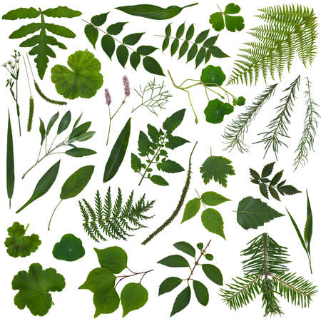 Design clip art set with green leaves, herbs and plants isolated on white. Botanical vintage...