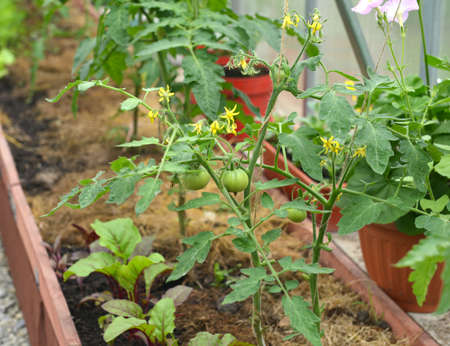 Young plant of tomato in the box in greenhouse or hothouse.  Vintage botanical background with...