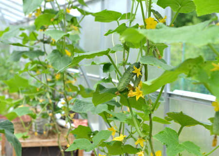 Young sprouts of cucumber vegetable in box in greenhouse or hothouse.  Vintage botanical background with plants, home hobby still life with gardening objects and nature.の写真素材