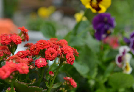 Summer still life with beautiful flowers in pots outside in the garden.  Vintage botanical...
