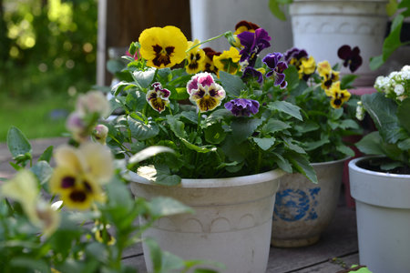 Summer still life with beautiful flowers in pots outside in the garden.  Vintage botanical background with plants, home hobby still life with gardening objects and nature.の写真素材