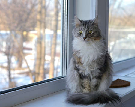 Portrait of a cute gray fluffy longhair tabby cat making a funny face looking seriously at camera and sitting on windowsill. Adorable domestic petの写真素材