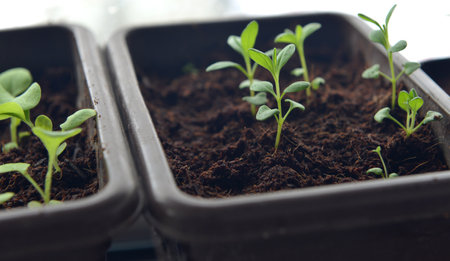 Still life with seedlings and sprouts of lavender flowers plants in pots in greenhouse, gardening and farming concept. Vintage backgroundの写真素材