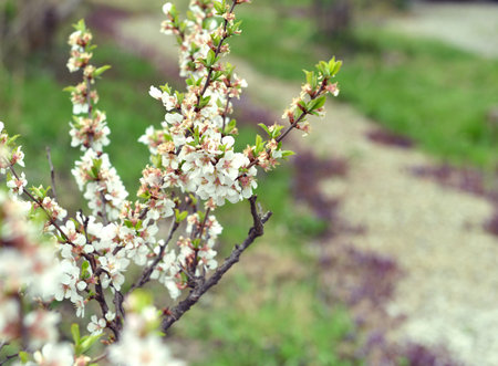 Vintage home garden still life with blooming cherry branch and white flowers in spring, botanical nature and cottagecore vintage backgroundの写真素材