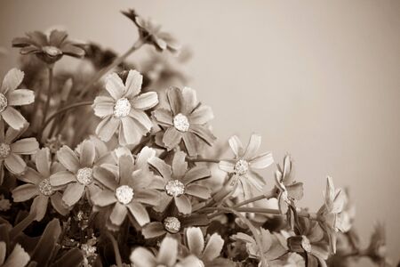 sepia Flower at vintage wallの写真素材