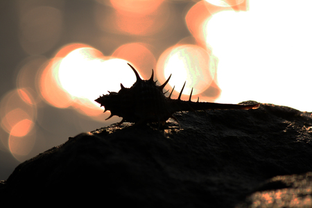 Shell on Rockの写真素材