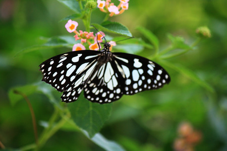 Butterfly in garden and flying to many flowers in garden, Beautiful butterfly in colorful garden or insect farm, Animal or insect life in the nature and empty area for text to support presentation.の写真素材