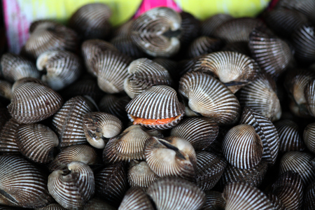 cockles in the market seafood of Thailandの写真素材