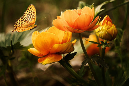 Butterfly on an orange anemone flower in the forestの写真素材