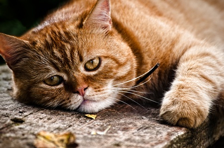 Beautiful cat portrait, the red cat lays on wood and looks into the cameraの写真素材
