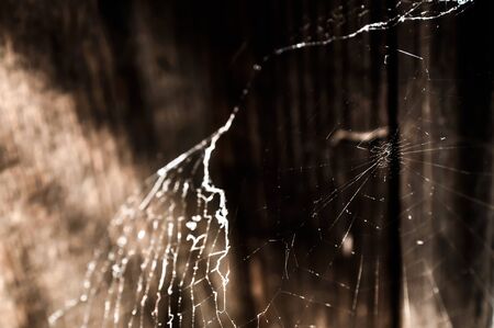 spider web  and negative space on a leftの写真素材