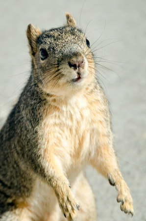 a close up of a squirrel standing upの写真素材