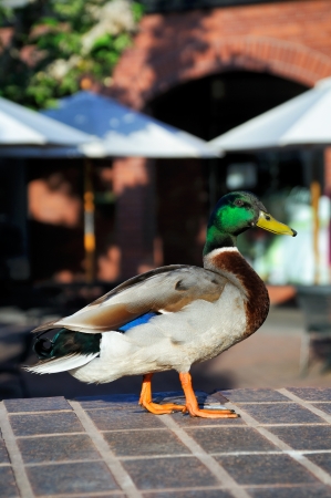 Mallard Duck stands in a city plazaの写真素材