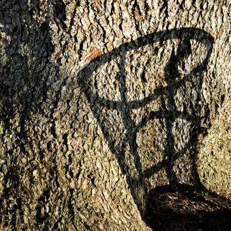 Trash bin shadow on the tree stemの写真素材