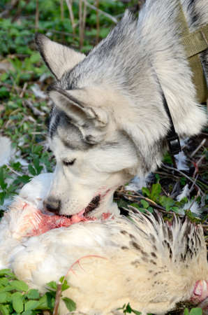 Young dog of Husky breed hunted a chicken and eats itの写真素材