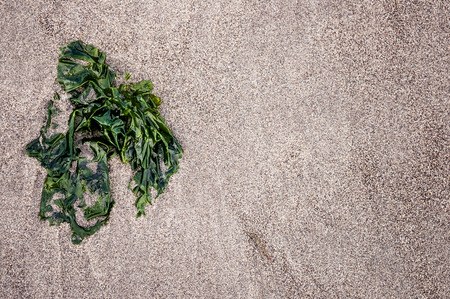 piece of green seaweed that has washed up on shoreの写真素材