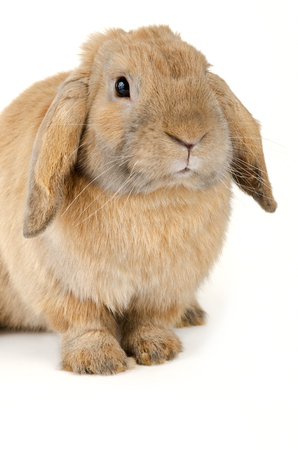 Purebred rabbit. Isolated on white backgroundの写真素材
