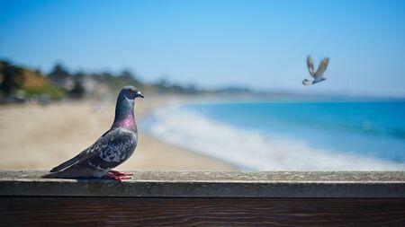 Pigeon and flying a bird on background, coastal backgroundの写真素材