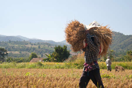The farmer carrying his agricultures in the field.の写真素材