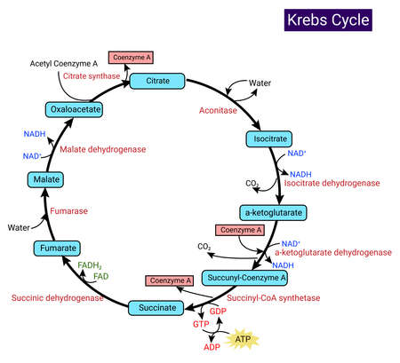Krebs cycle (citric acid cycle or tricarboxylic acid cycle)のイラスト素材