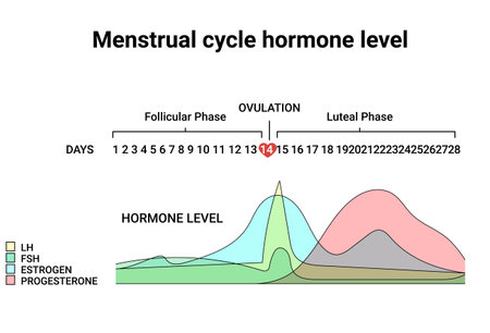 Menstrual cycle hormone level. Average menstrual cycle. Follicular phase, Ovulation, luteal phaseのイラスト素材