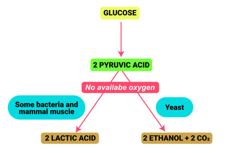 Chemical structure of Cellular Respirationのイラスト素材