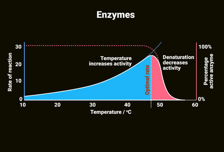 Enzymes achieve an optimal rate of reaction at an intermediate temperature since increasing temperature increases activityのイラスト素材