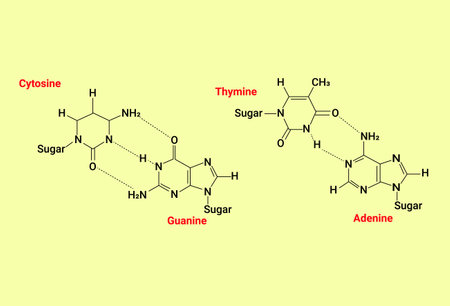 Hydrogen bonding between nitrogenous basesのイラスト素材