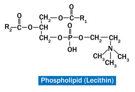 Phospholipids (PL) are a group of polar lipids that consist of two fatty acidsのイラスト素材