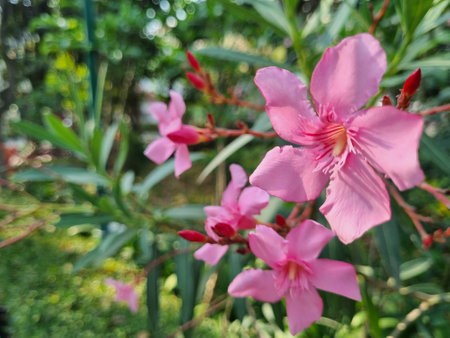 Blooming pink oleander flowers or nerium in garden. Selective focus.