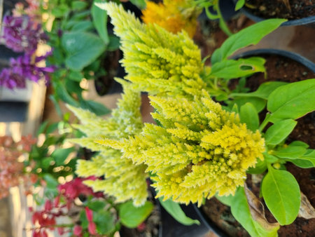 The beautiful yellow celosia in the garden