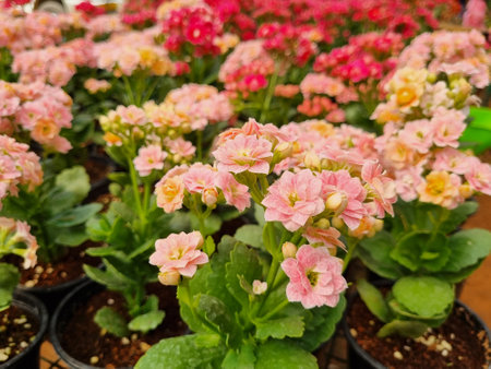 Senecio cylindricus, houseplant from succulent family.の写真素材