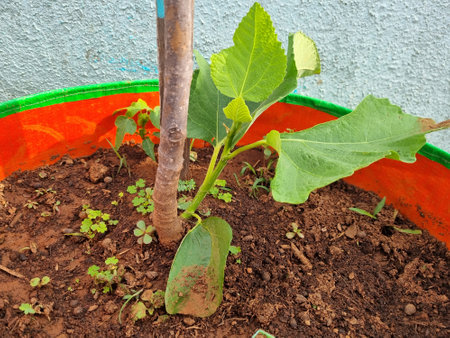 Fig tree sprouts and green figs in spring sunny weather, close-up blurred backgroundの写真素材