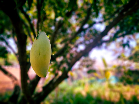 Lots of green mangoes hanging on tree in Tamilnadu, Indiaの写真素材
