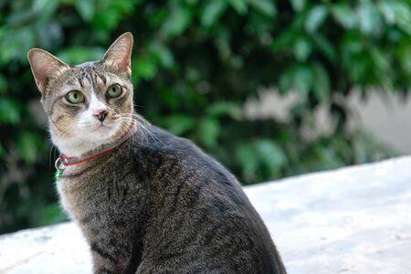 the Folk cat of thailand