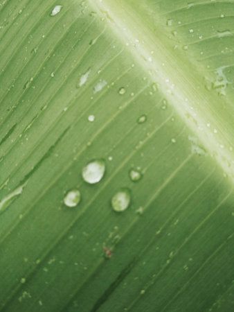 Water drop on banana leafの素材