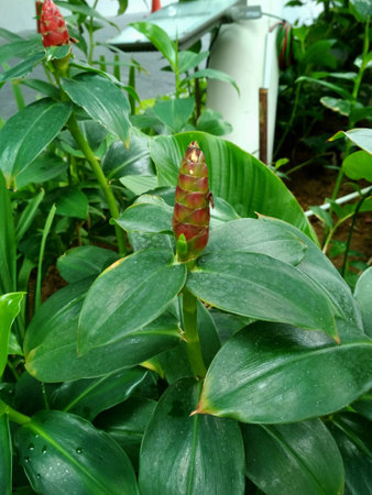 Tropical plant
