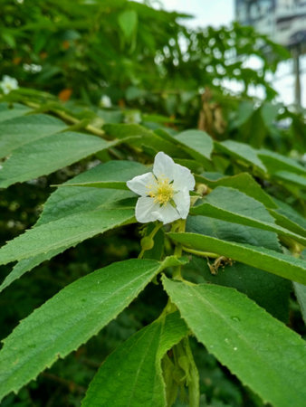 Tropical plantの素材