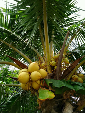 Tropical plant