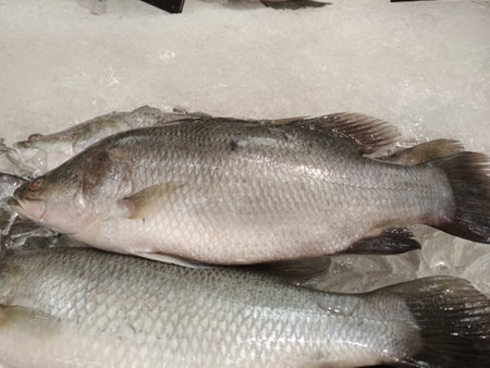 Sea Bass a marine fish