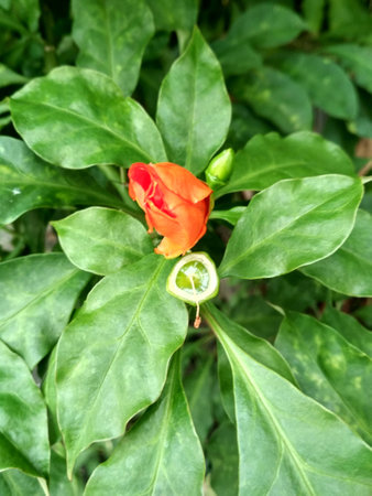 Tropical plant with flowers