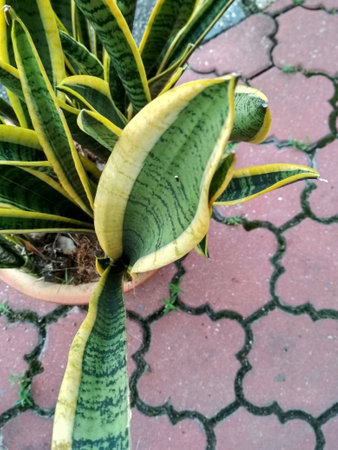 Tropical Leaf