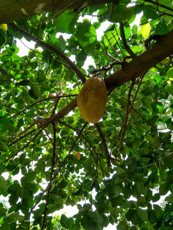 Tropical Jackfruit tree