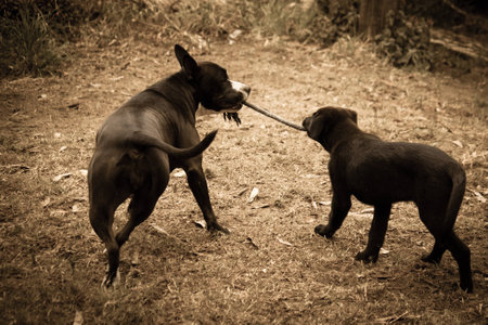 Dogs at playの写真素材