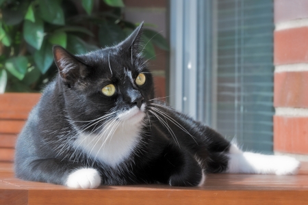 Portrait of a cat 3の写真素材