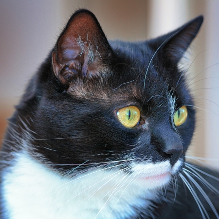 Portrait of a catの写真素材