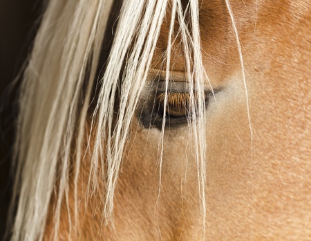 Portrait of a horse s head