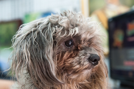Dogの写真素材